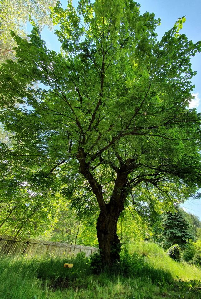 Działka siedliskowa Wola Władysławowska. Zdjęcie 18