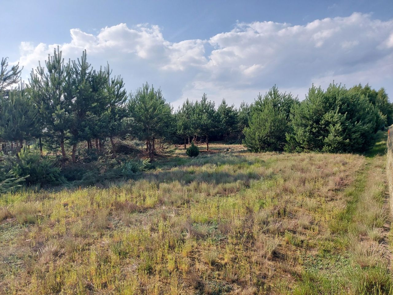 Działka budowlana Glinno kolonia. Zdjęcie 7