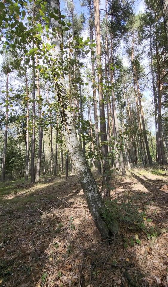 Działka leśna Koźla. Zdjęcie 5