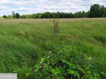 Działka rekreacyjna Pstrokonie. Zdjęcie 4