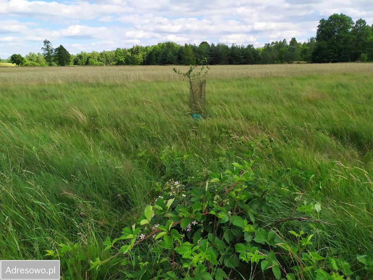 Działka rekreacyjna Pstrokonie. Zdjęcie 5