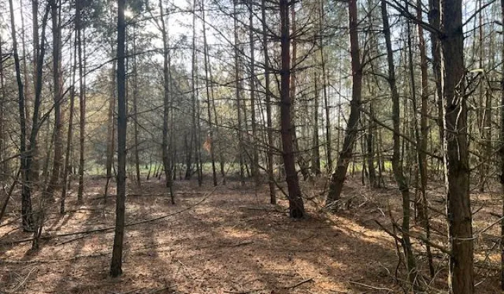 Działka leśna Stara Huta