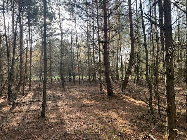 Działka leśna Stara Huta. Zdjęcie 1