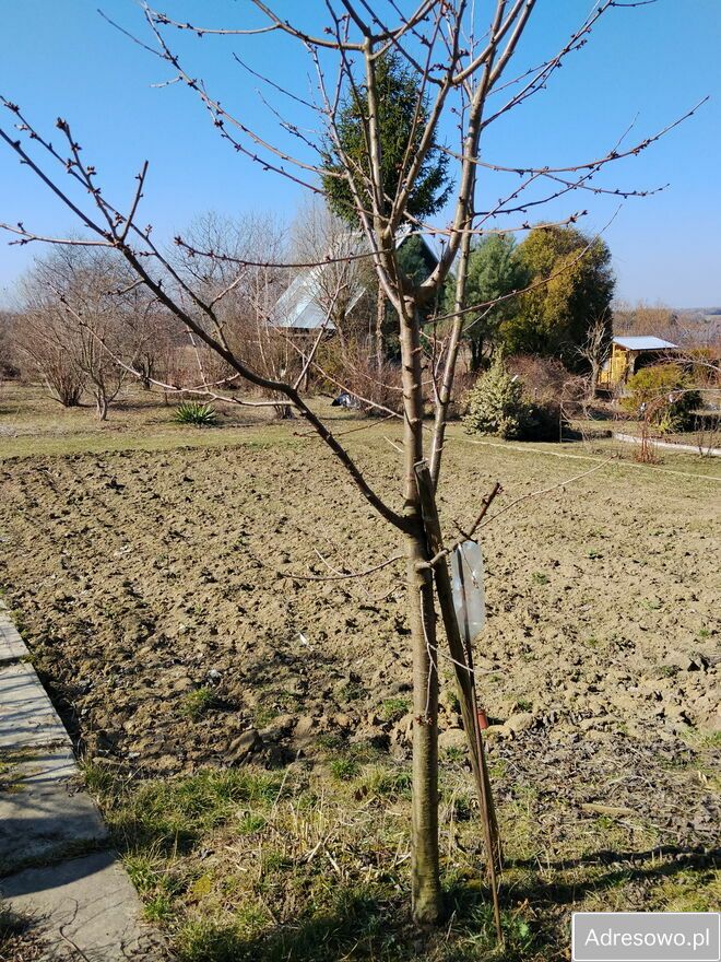 Działka rod Uniszowice. Zdjęcie 7