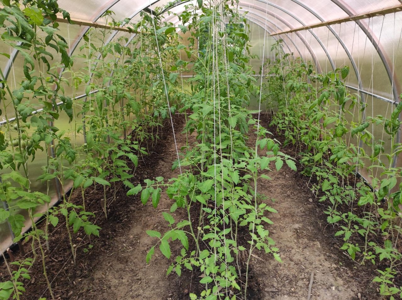 bliźniak, 3 pokoje Sulimierz. Zdjęcie 15