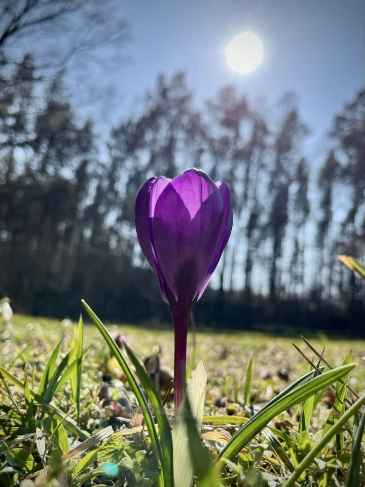 Działka rod Wilkanowo. Zdjęcie 8