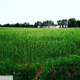 Działka budowlana Kalisz. Zdjęcie 4