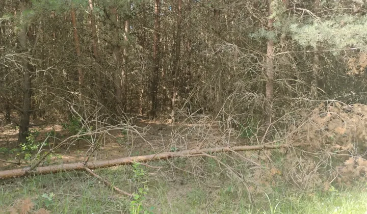 Działka rekreacyjna Rydzyn Włościański