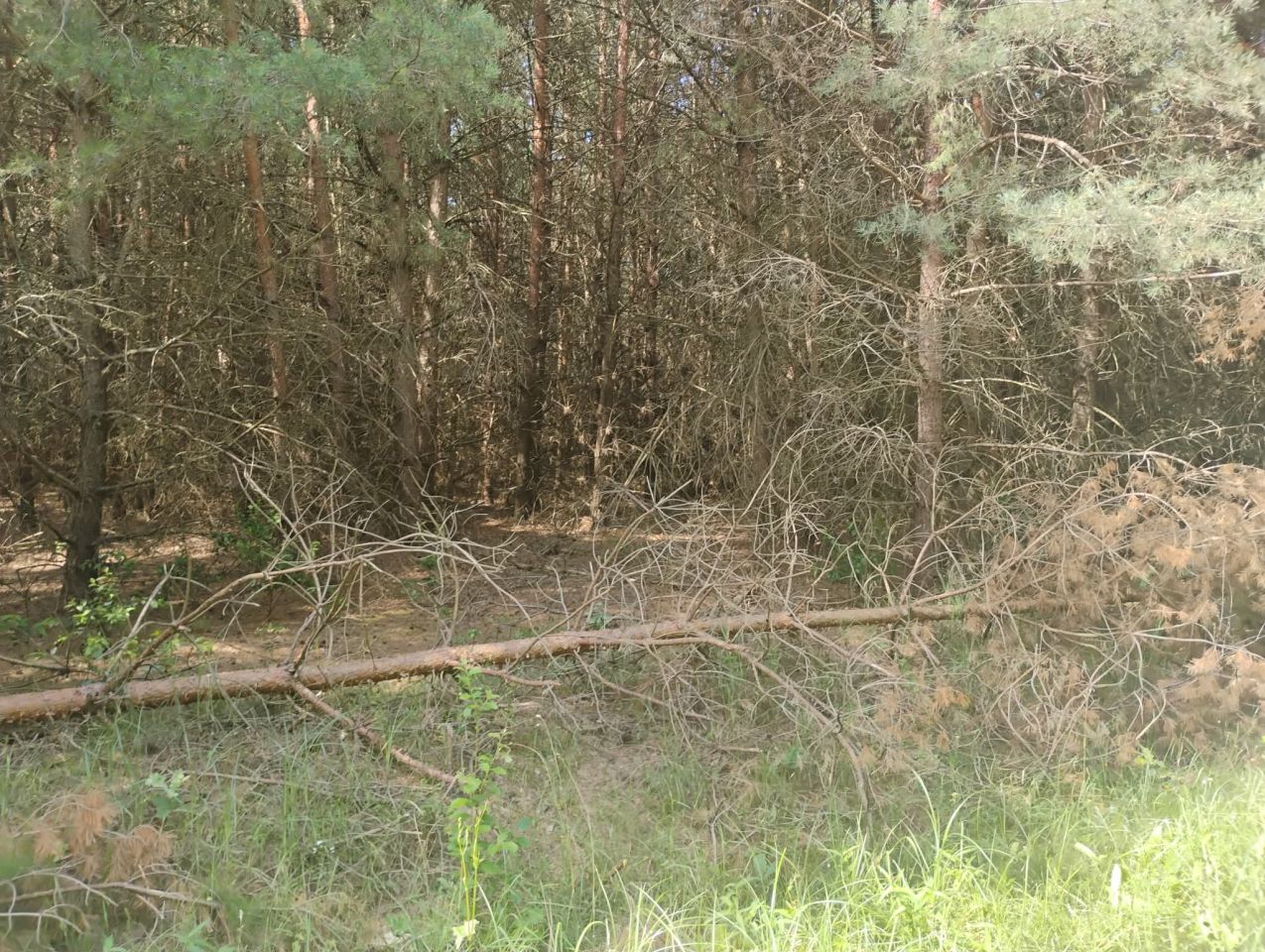 Działka rekreacyjna Rydzyn Włościański. Zdjęcie 1