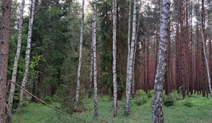 Działka leśna Tereszpol-Kukiełki