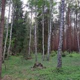 Działka leśna Tereszpol-Kukiełki