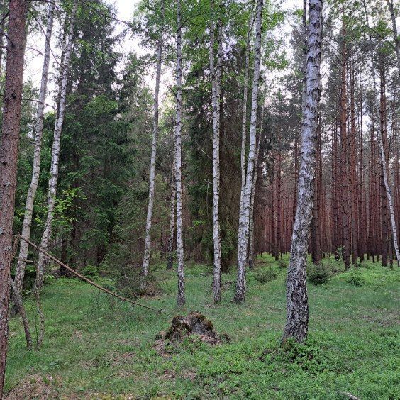 Działka leśna Tereszpol-Kukiełki