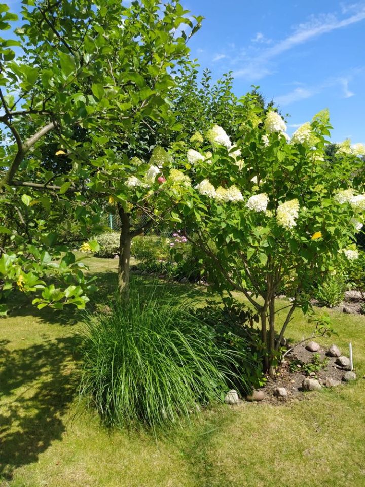 Działka rod Wrocław Psie Pole. Zdjęcie 5