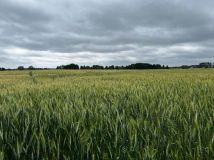 Działka rolna Rumunki Witkowskie. Zdjęcie 3