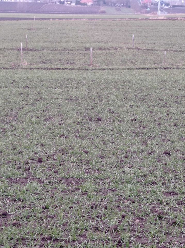 Działka budowlana Studzian. Zdjęcie 5