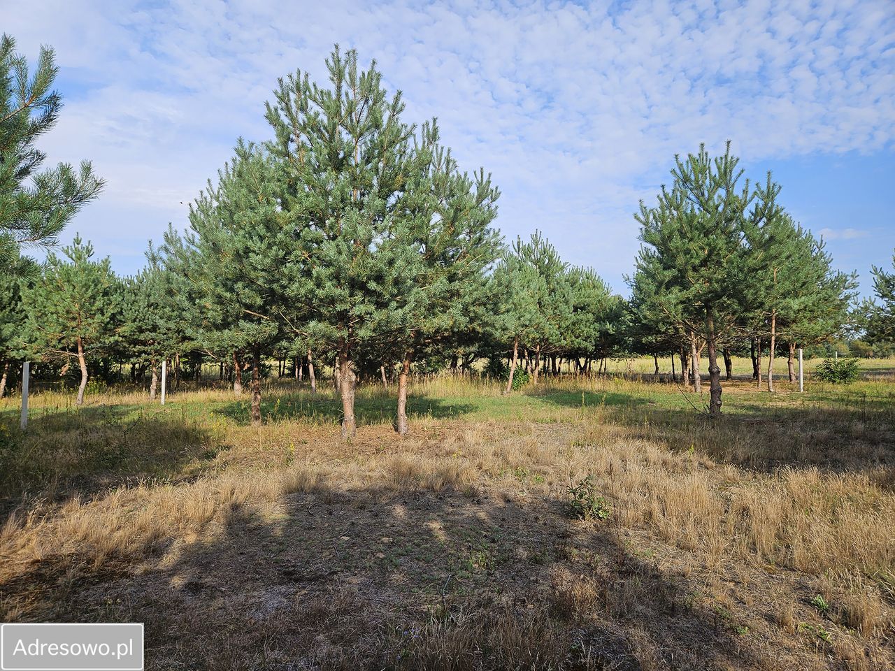 Działka budowlana Miedniewice. Zdjęcie 4