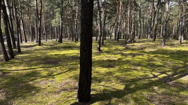 Działka leśna Magdalenów, ul. Słoneczna. Zdjęcie 1