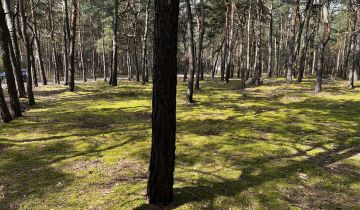 Działka leśna Magdalenów, ul. Słoneczna