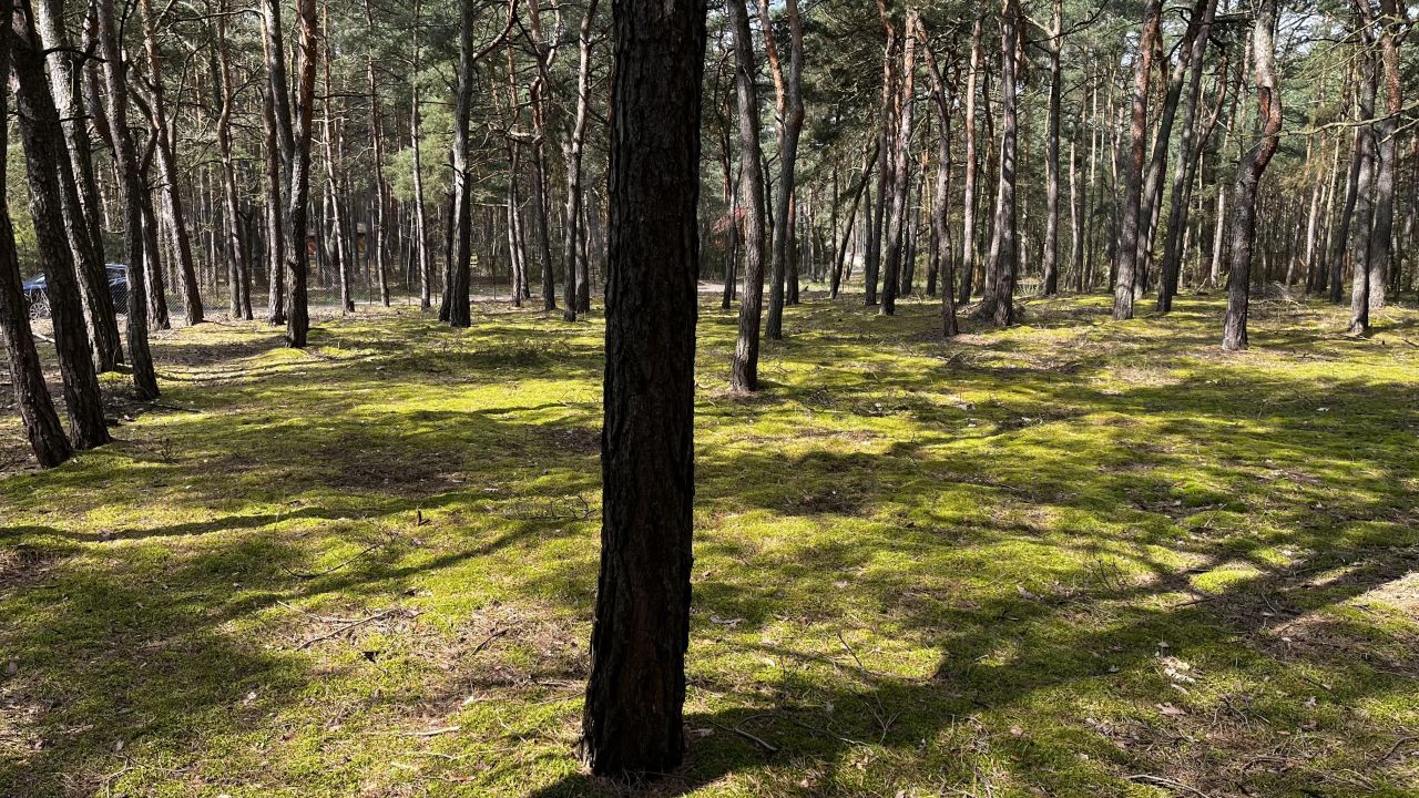 Działka leśna Magdalenów, ul. Słoneczna