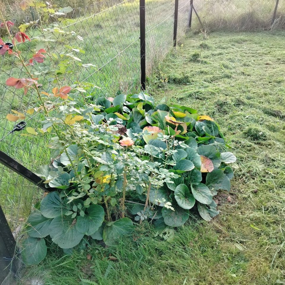 Działka rod Słupsk, ul. Gdańska. Zdjęcie 6