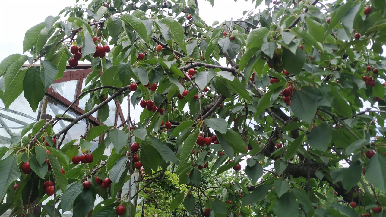 Działka rod Piła Gładyszewo, ul. Polna. Zdjęcie 11