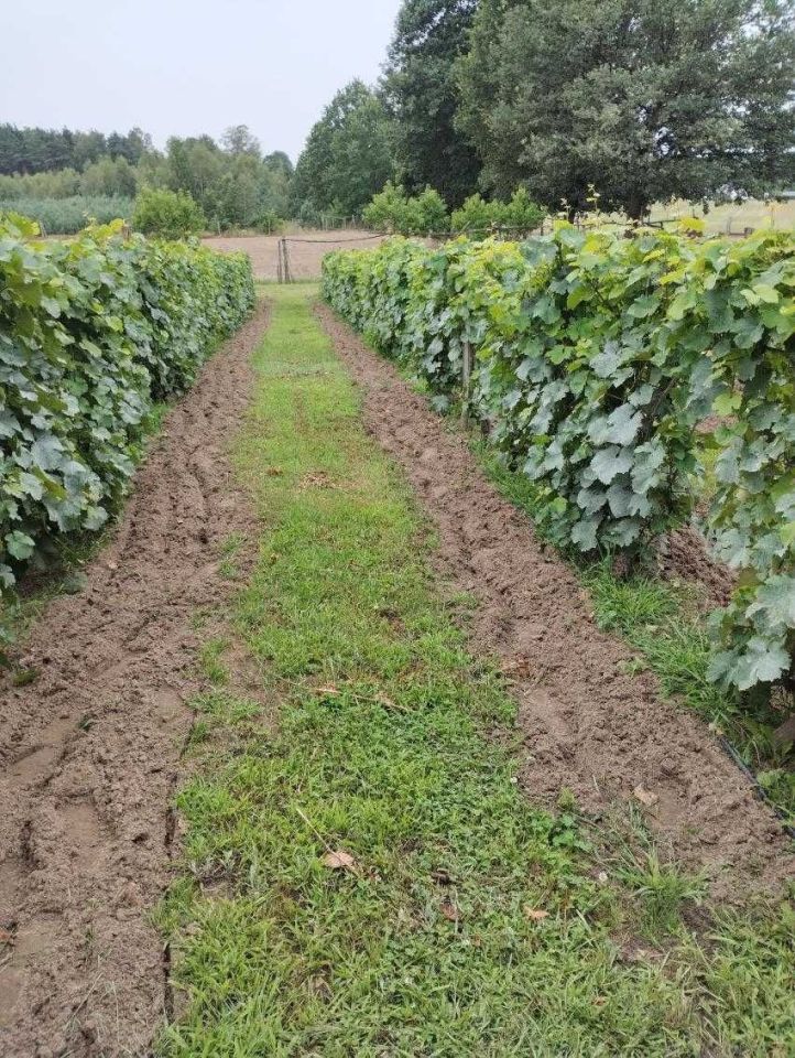 Działka rolna Bytnica. Zdjęcie 4