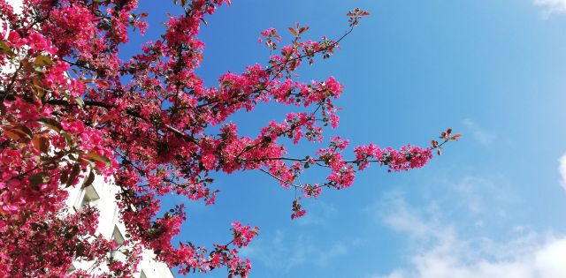 Mieszkanie 3-pokojowe Warszawa Natolin, ul. Małej Łąki. Zdjęcie 13