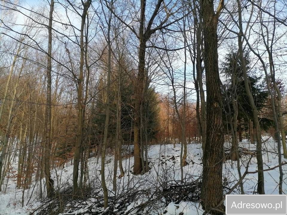 Działka leśna Stasiówka. Zdjęcie 6