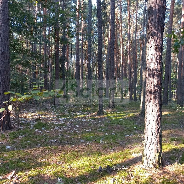 Działka leśna Sękocin-Las. Zdjęcie 7