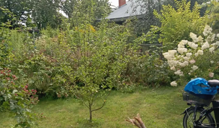 Działka rod Wieluń, ul. Elizy Orzeszkowej