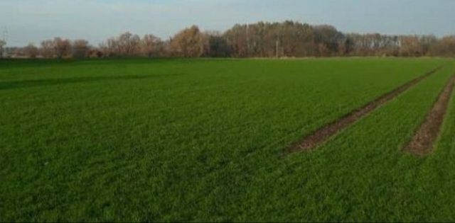 Działka rolna Ligota Wołczyńska. Zdjęcie 1