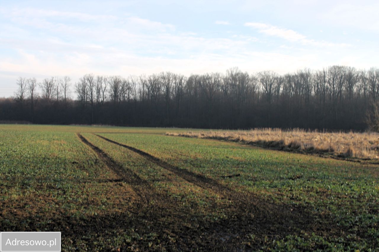 Działka rolna Kotowice. Zdjęcie 7