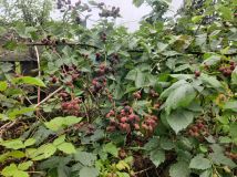 Działka rod Czeladź Piaski, ul. Józefa Poniatowskiego. Zdjęcie 3