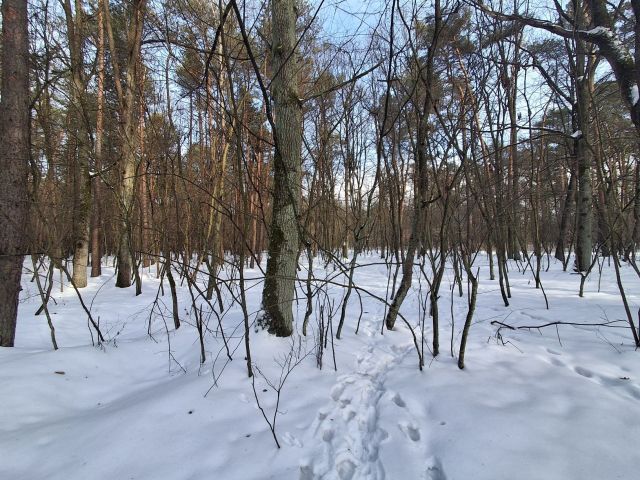 Działka leśna Zalesie. Zdjęcie 1