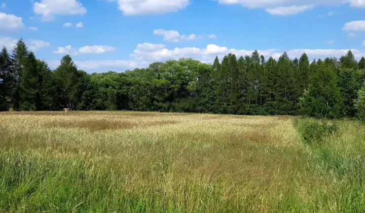 Działka rolno-budowlana Lipowa