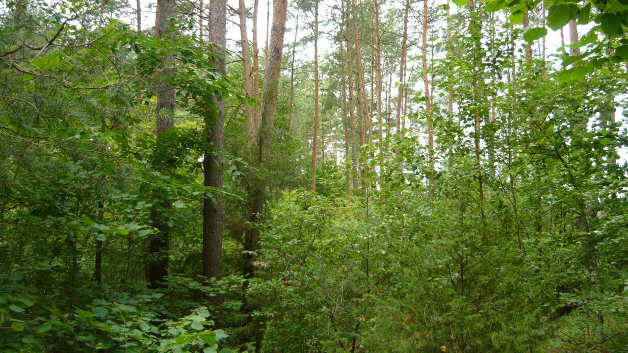 Działka leśna Malawicze Dolne. Zdjęcie 9