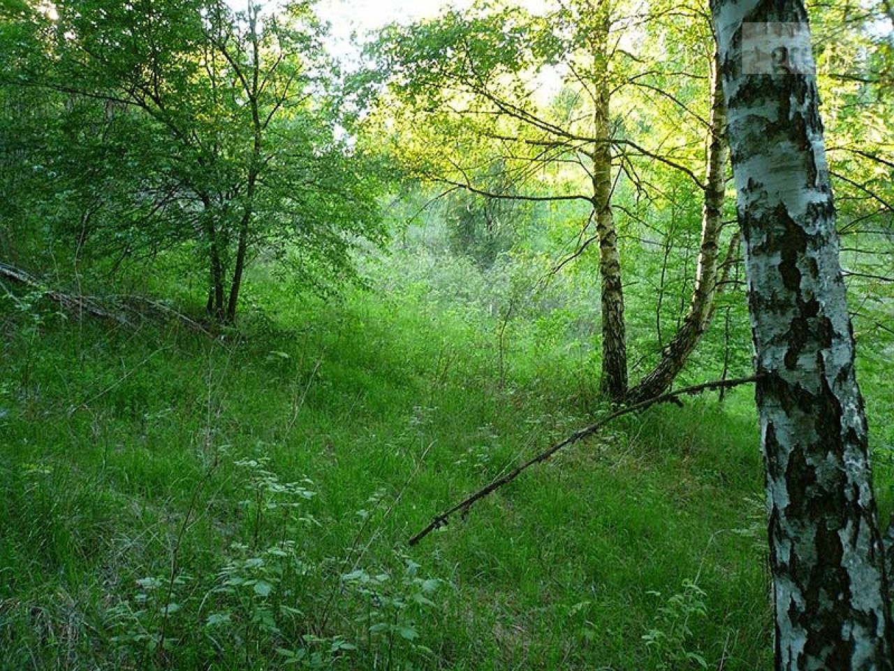 Działka rekreacyjna Łazy. Zdjęcie 4