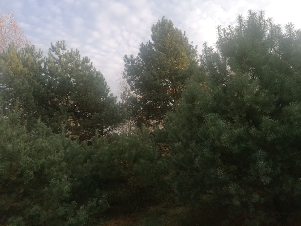 Działka rolna Kępina. Zdjęcie 6