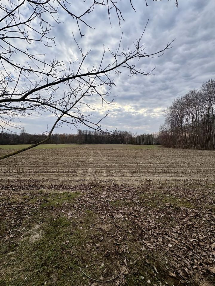 Działka rolna Rogowo-Kolonia. Zdjęcie 5