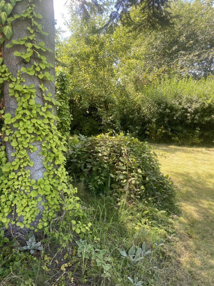 Działka rod Gliwice Stare Gliwice, ul. Józefa Sowińskiego. Zdjęcie 7