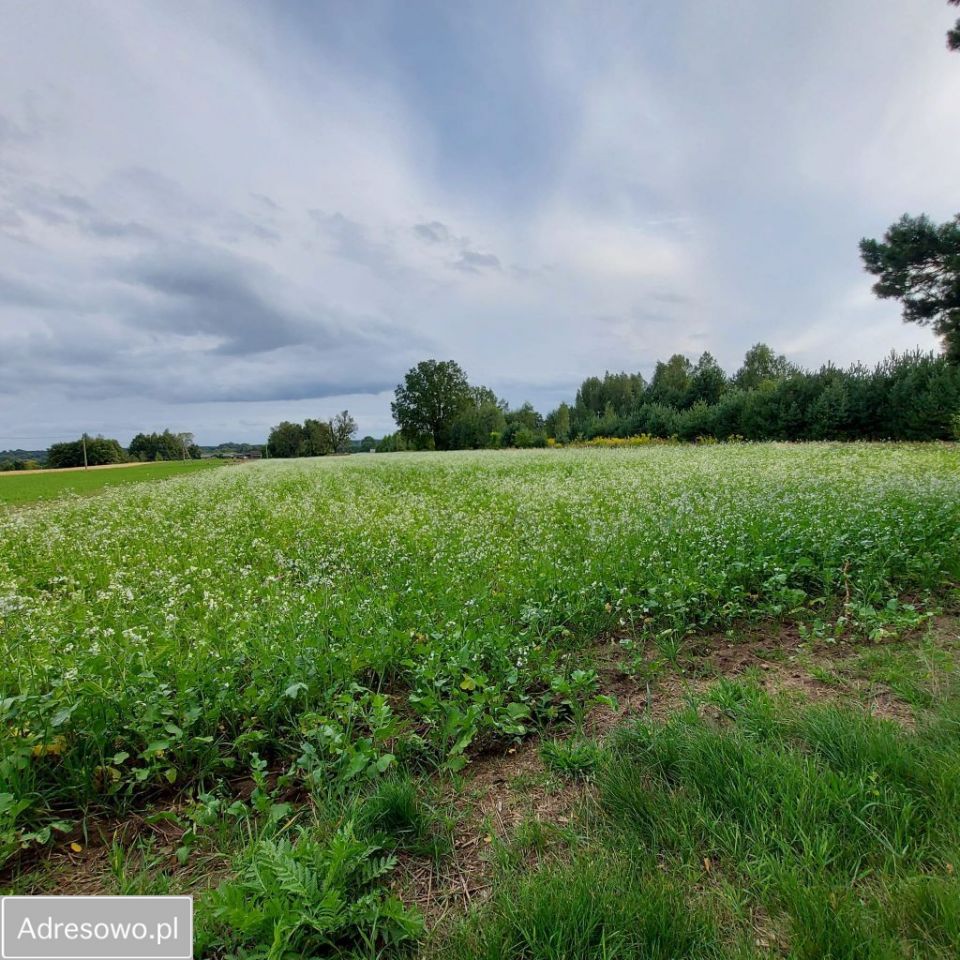 Działka rolno-budowlana Budy Dłutowskie. Zdjęcie 4