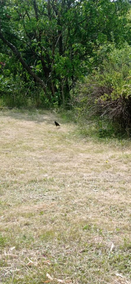 Działka rod Łódź Widzew, ul. Lodowa. Zdjęcie 27