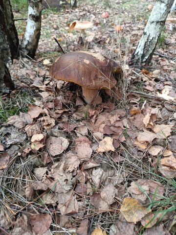 Działka budowlana Nowe Chrusty. Zdjęcie 1