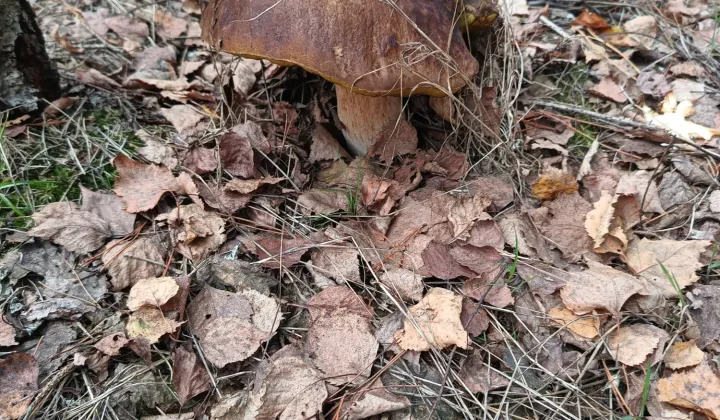 Działka budowlana Nowe Chrusty