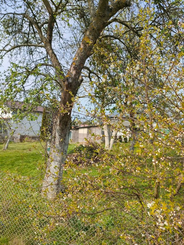 Działka rod Szczecin Bukowo, ul. Szosa Polska. Zdjęcie 8