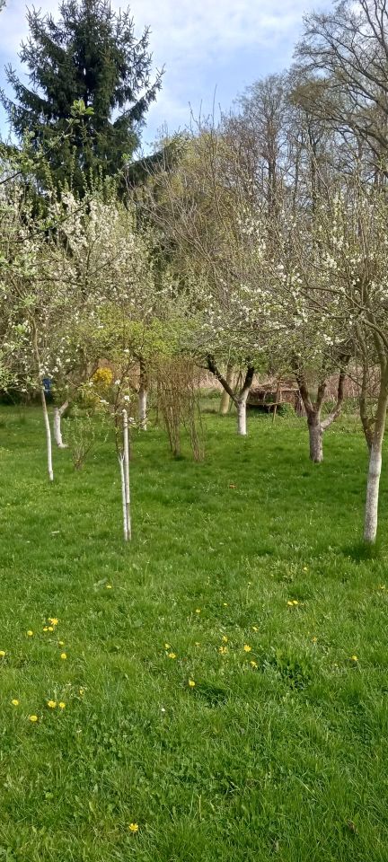 Działka rod Nysa, ul. Adama Mickiewicza. Zdjęcie 5