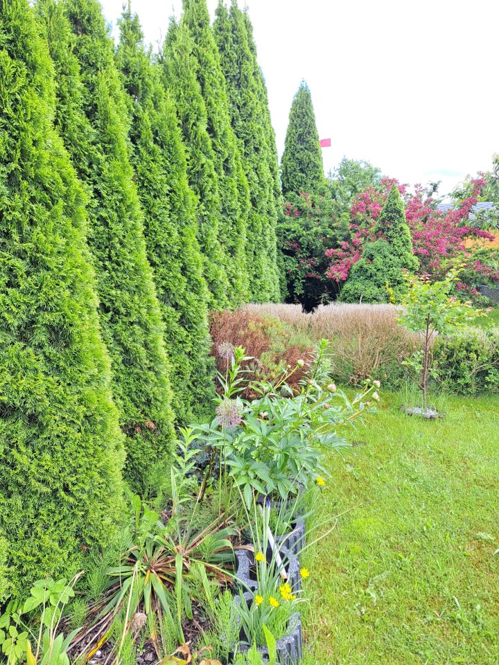 Działka rod Rumia Lotnisko, ul. Kosynierów. Zdjęcie 26
