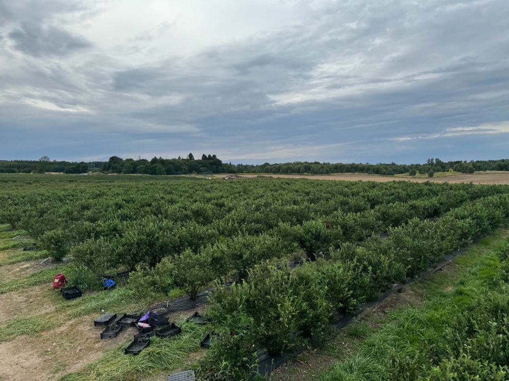 Działka rolna Góry Lubiańskie. Zdjęcie 3