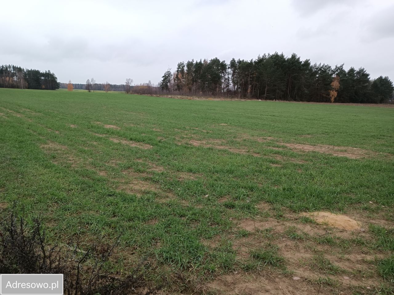 Działka rolna Filochy. Zdjęcie 11