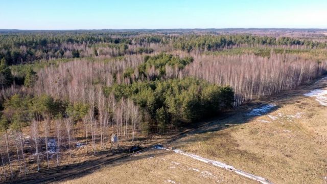 Działka leśna Grzegorze. Zdjęcie 3